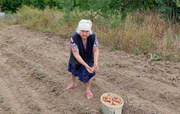 Eine Frau, die von der Ostukraine nach Transkarpatien geflüchtet ist, erntet Kartoffeln, vermutlich auf einem Feld, das ein Saathelfer aus Brackenheim des Gustav-Adolf-Werks, Albrecht Döbler, im Frühjahr dort bearbeitet hat.
